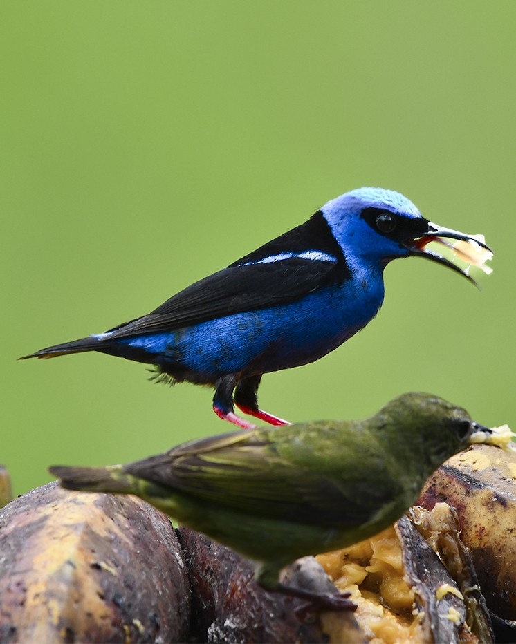 Red-legged Honeycreeper - ML638332288