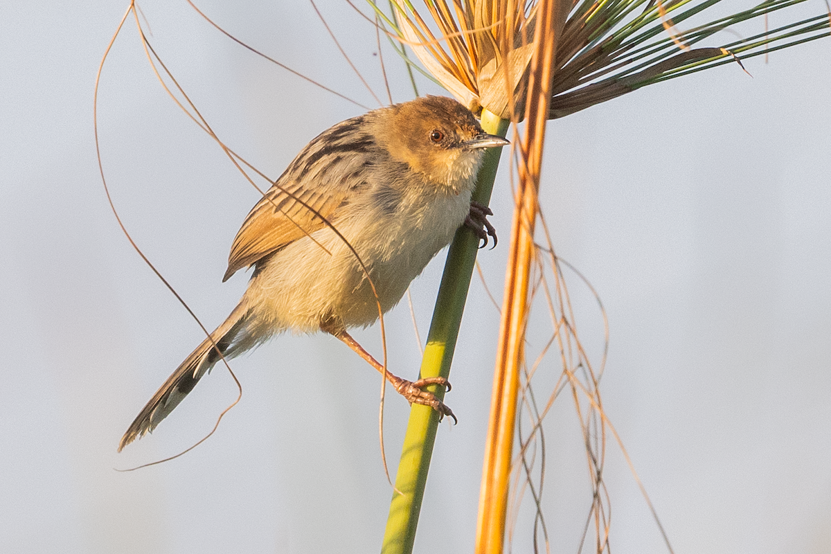 Chirping Cisticola - ML638332290