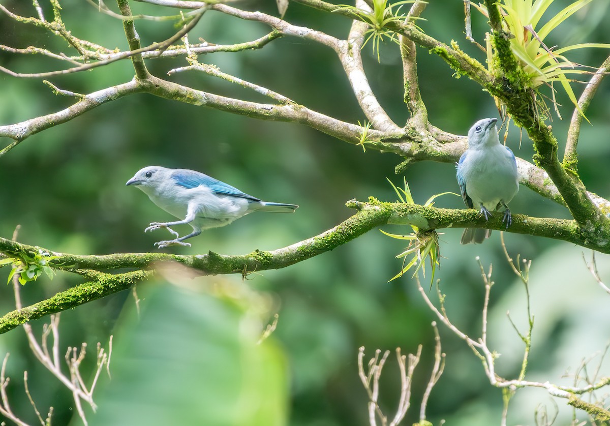 Blue-gray Tanager - ML638332291