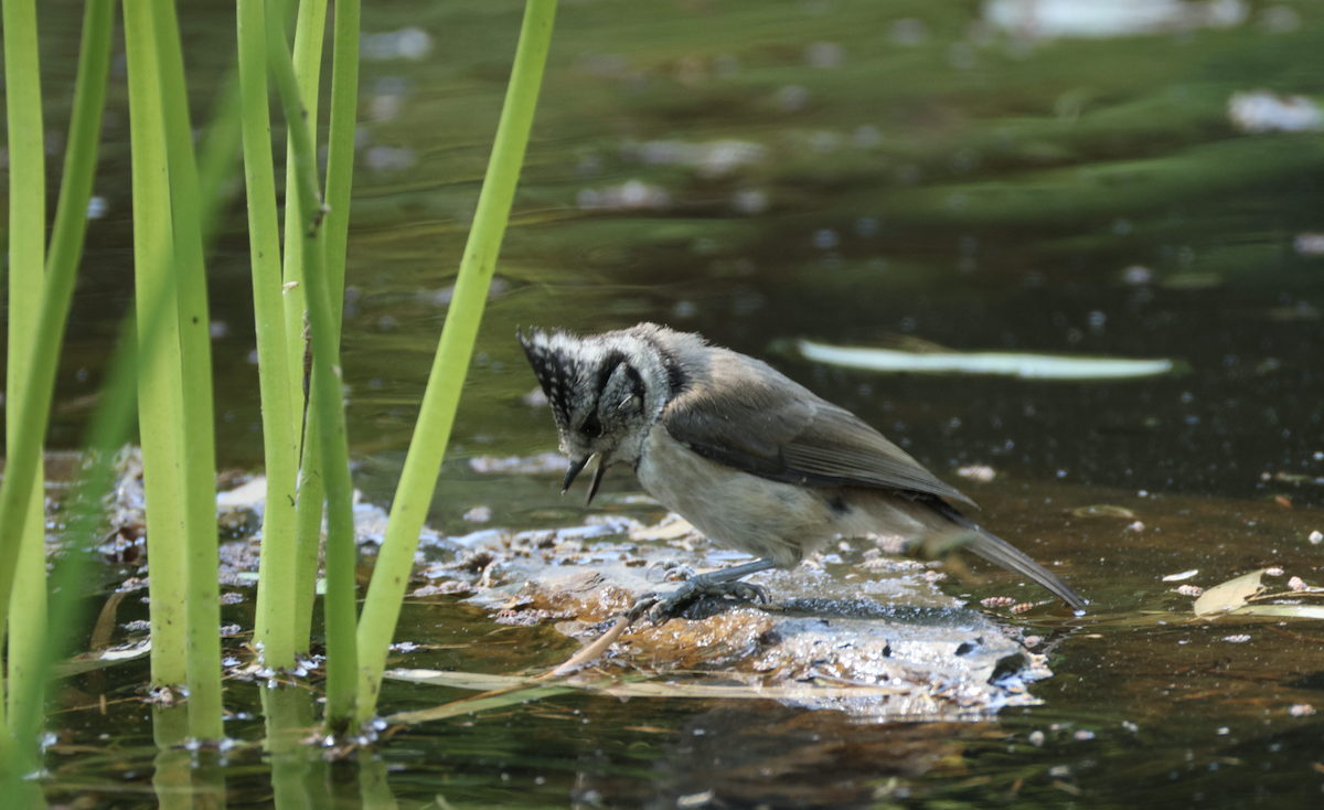Crested Tit - ML638332292
