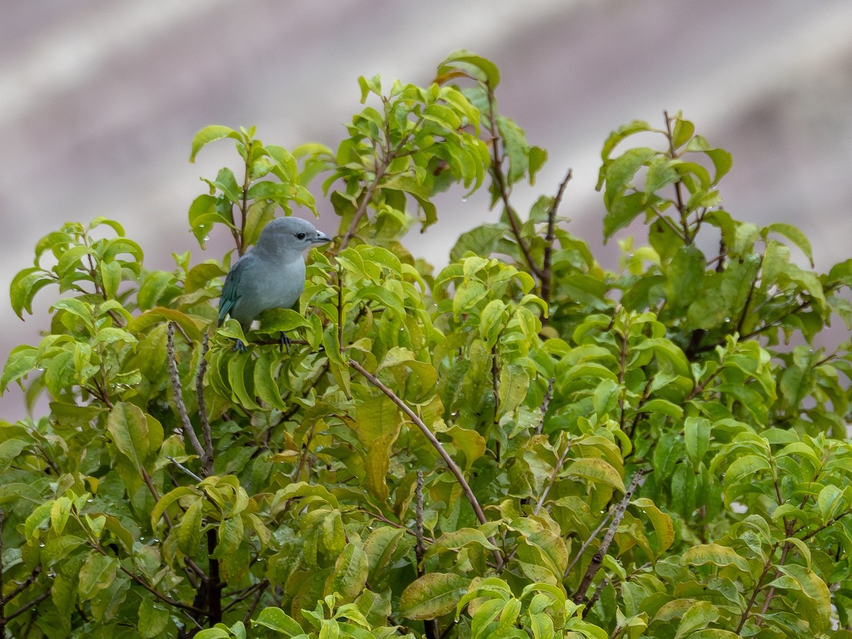 Sayaca Tanager - ML638332298