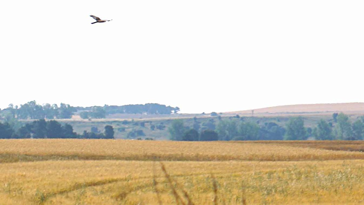 Western Marsh Harrier - ML638332302