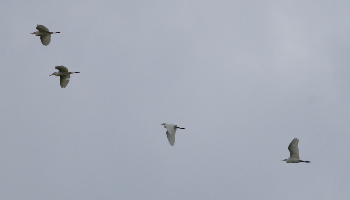 Western Cattle-Egret - ML638332305