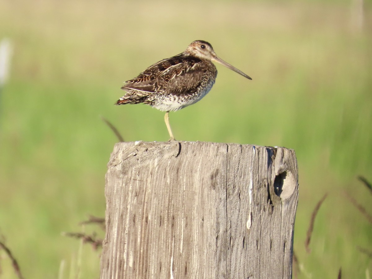 Wilson's Snipe - ML638332306