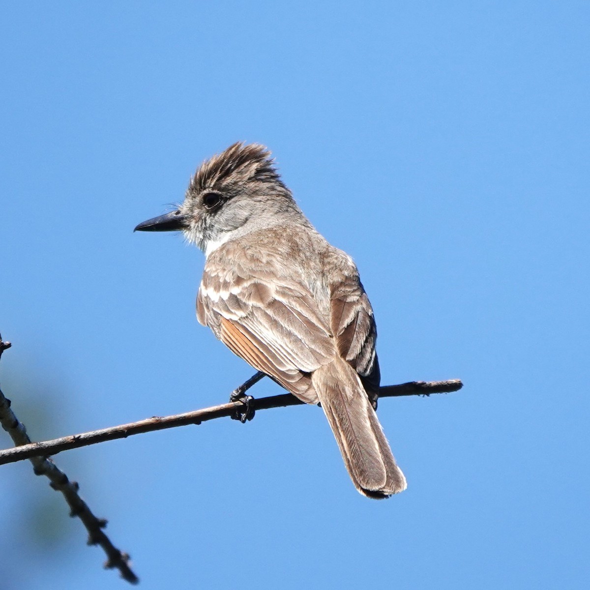 Ash-throated Flycatcher - ML638332307