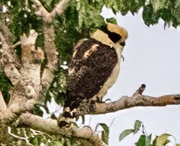 Laughing Falcon - ML638332308