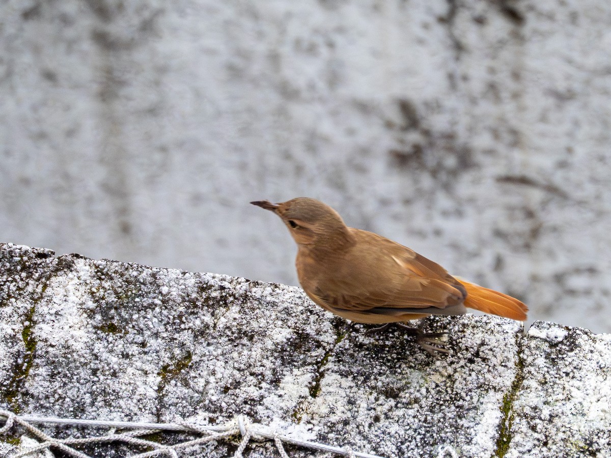 Rufous Hornero - ML638332321