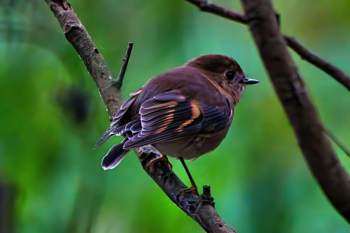 Pink Robin - ML638332325