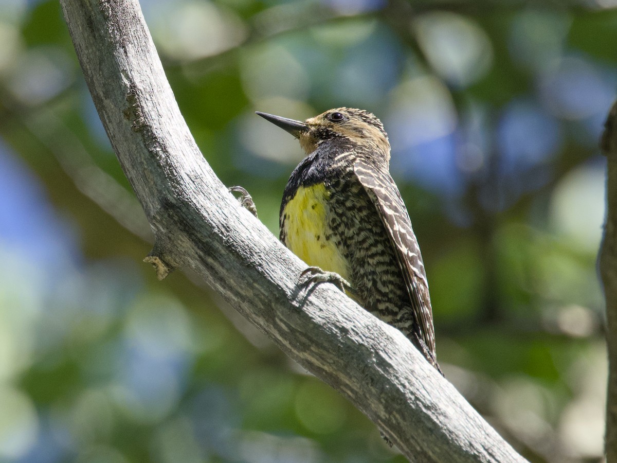 Williamson's Sapsucker - ML638332326