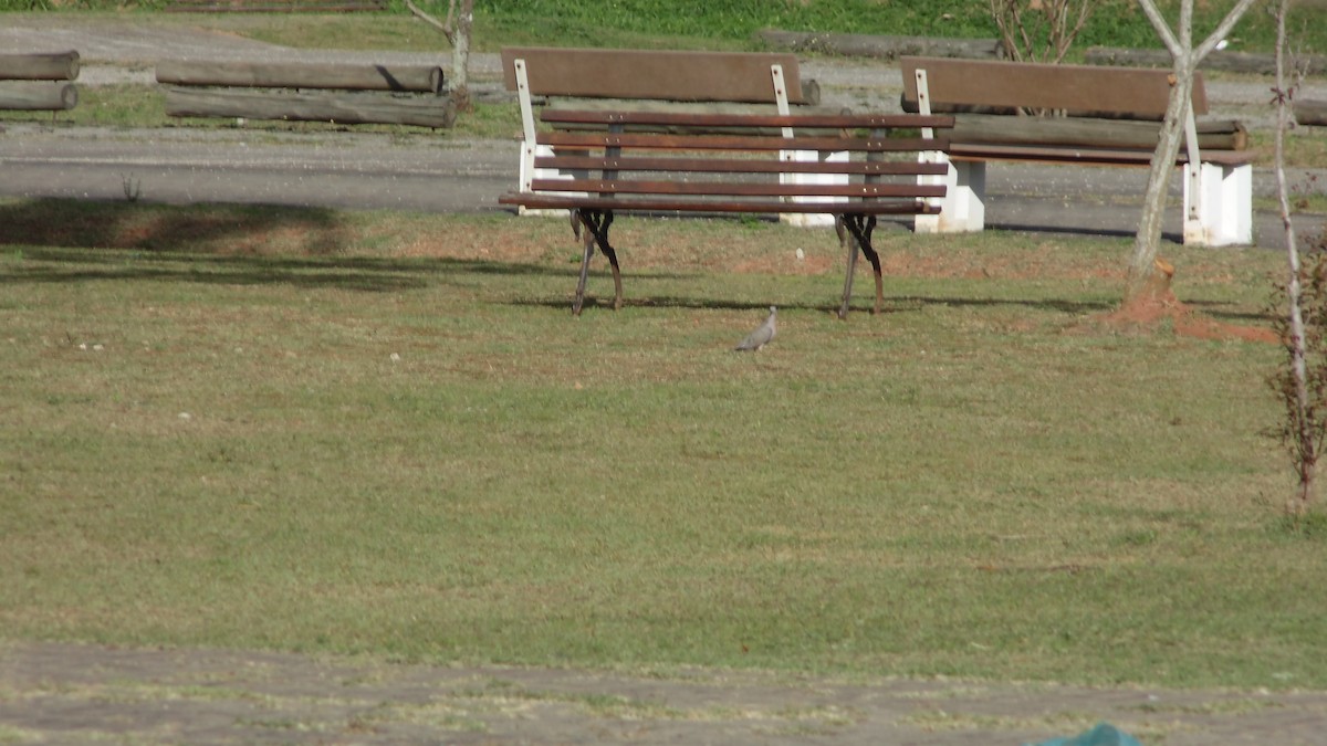 White-tipped Dove - ML638332332