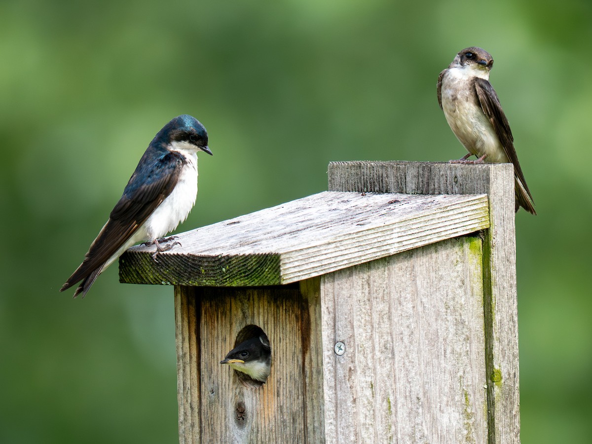 Tree Swallow - ML638332337