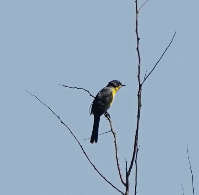 Flötenstärling - ML638332344