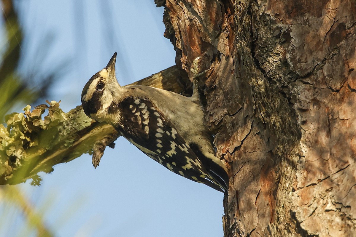 Downy Woodpecker - ML638332363