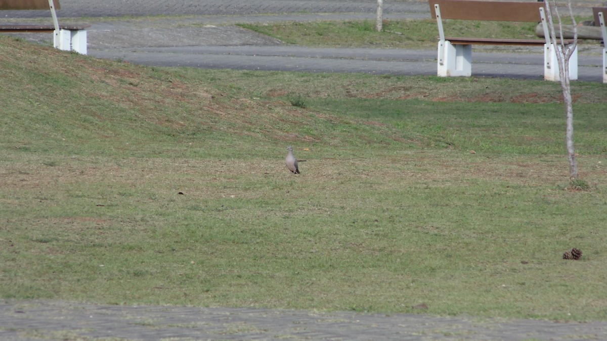 White-tipped Dove - ML638332365