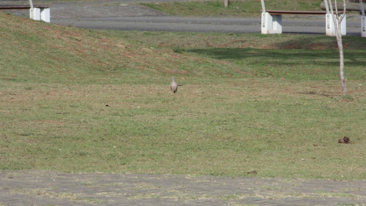 White-tipped Dove - ML638332367