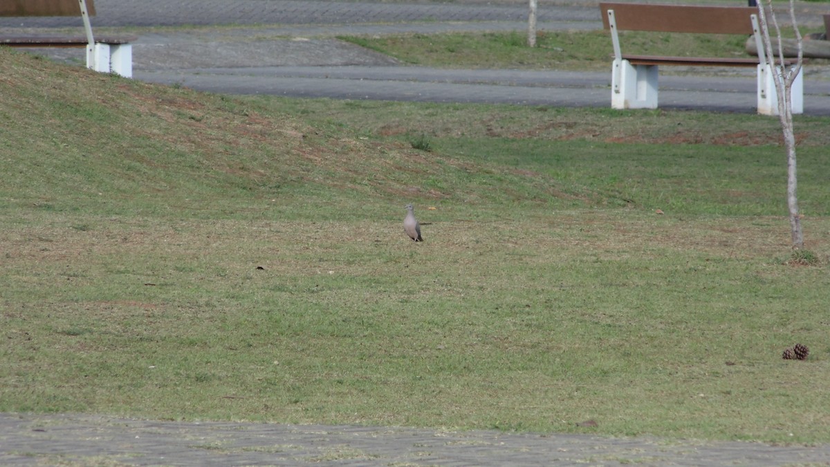 White-tipped Dove - ML638332368