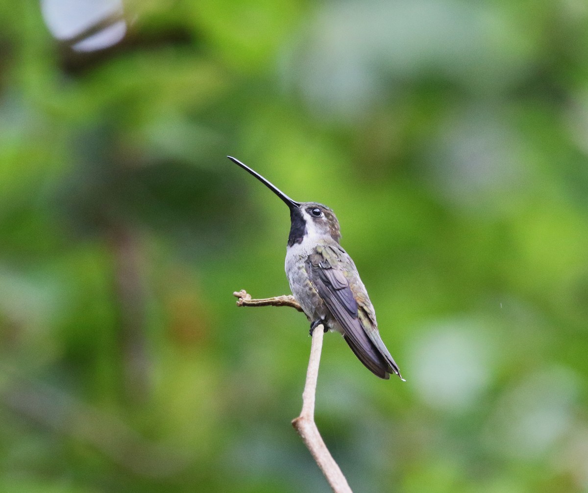 Long-billed Starthroat - ML638332386
