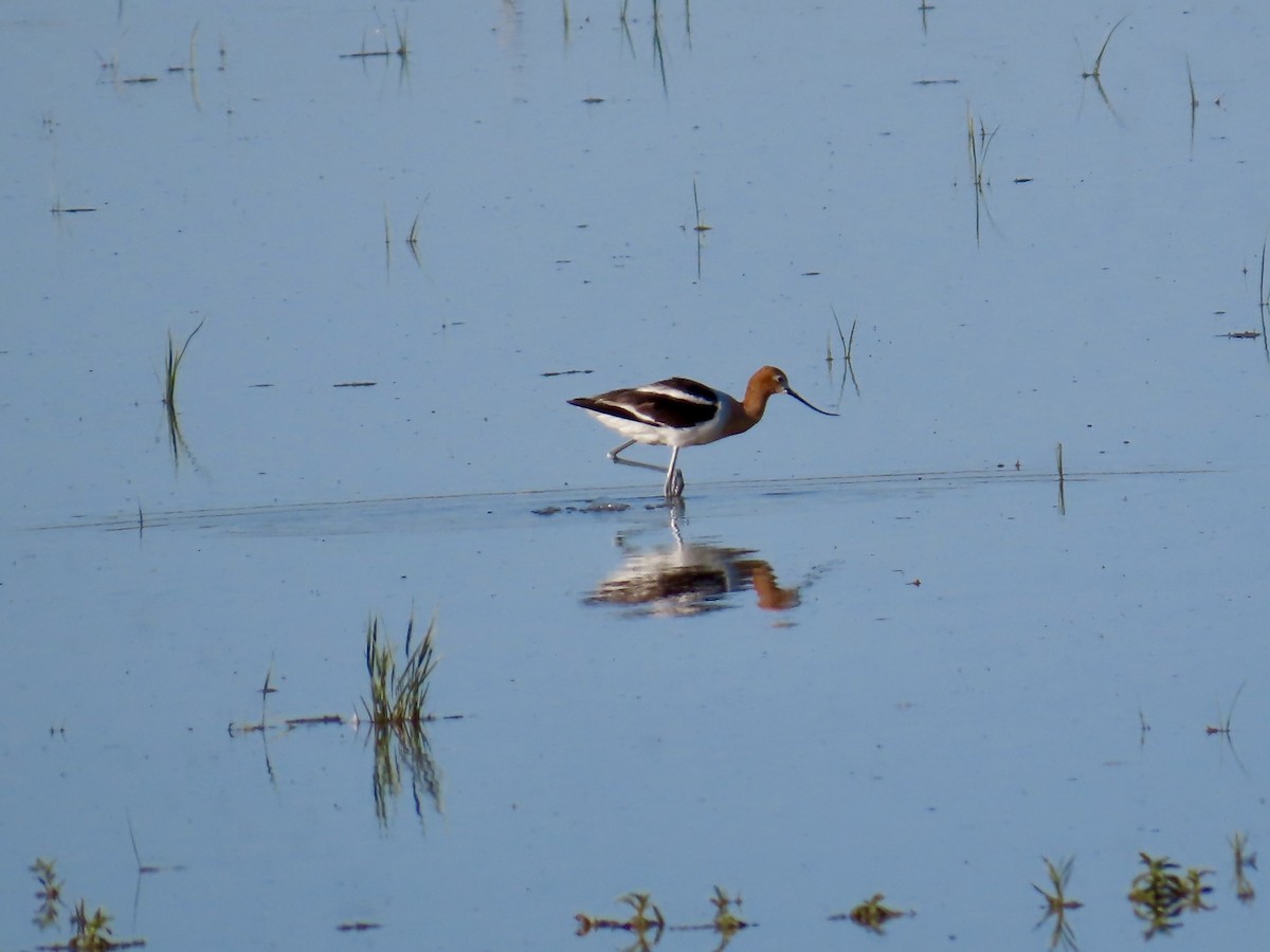 Avocette d'Amérique - ML638332387