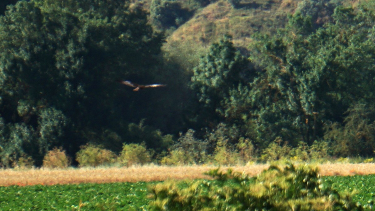 Western Marsh Harrier - ML638332416