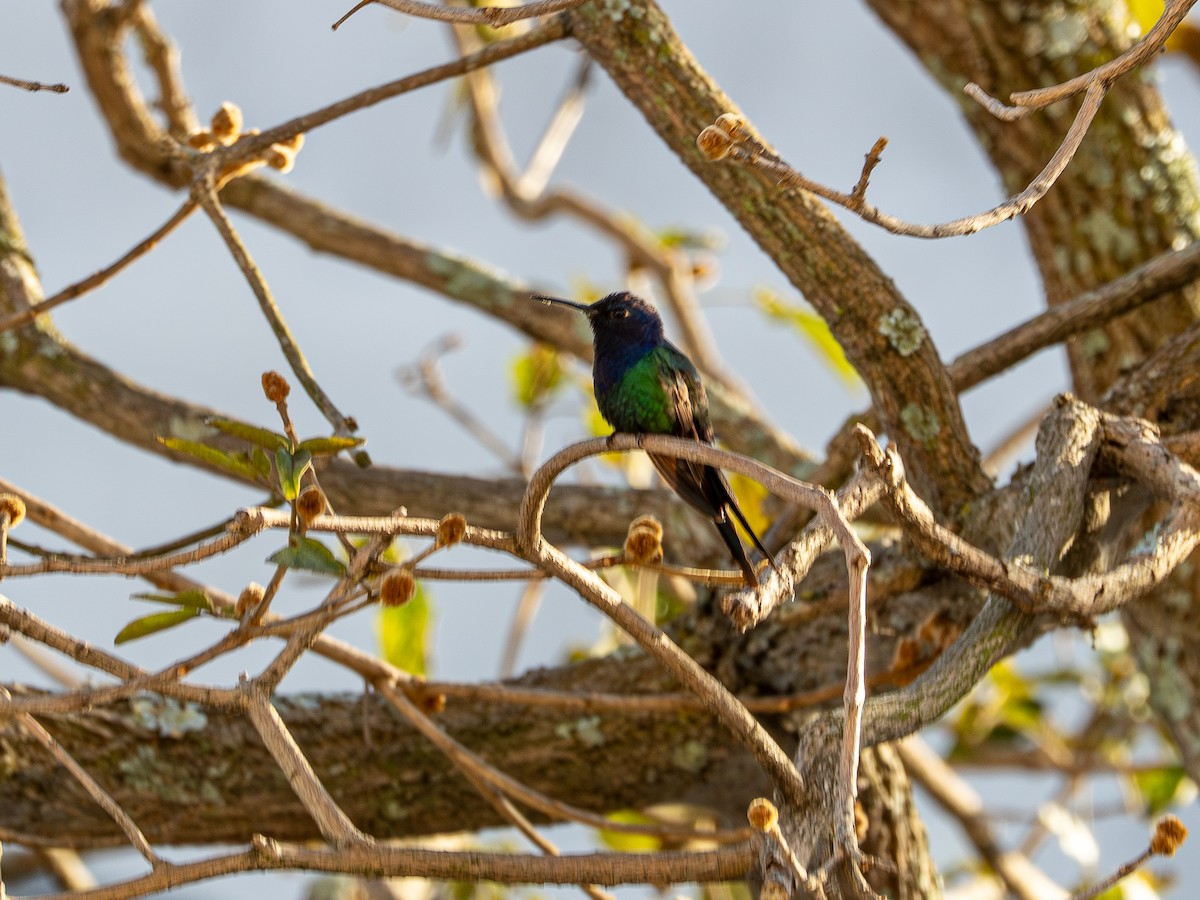 Swallow-tailed Hummingbird - ML638332418