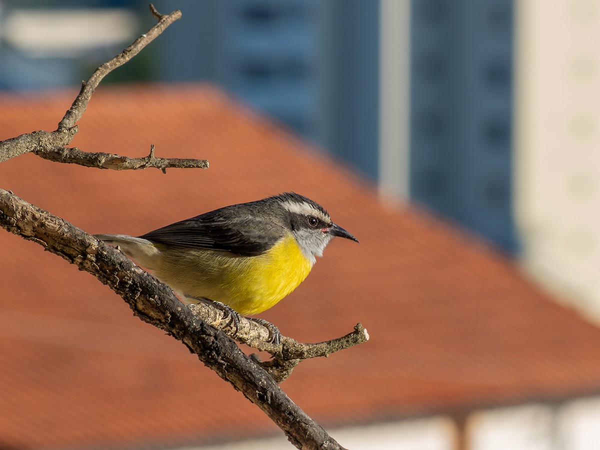 Bananaquit - ML638332422