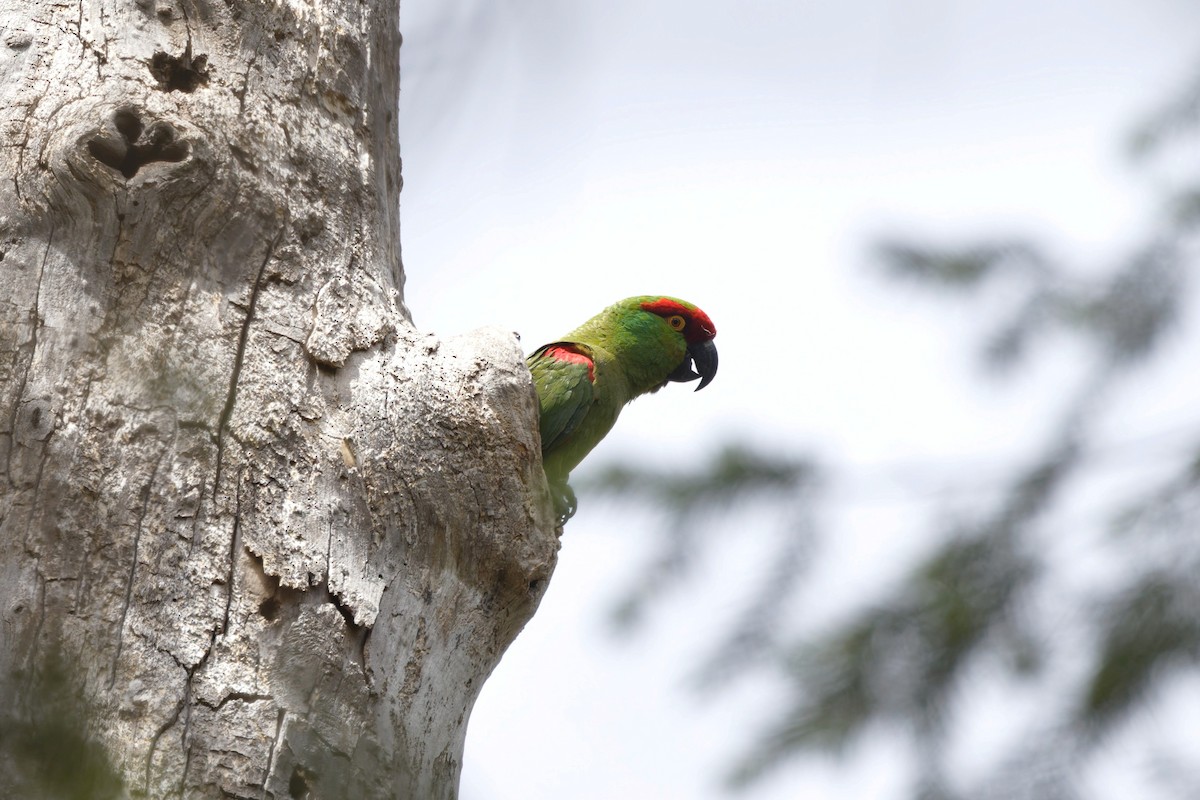 Thick-billed Parrot - ML638332430