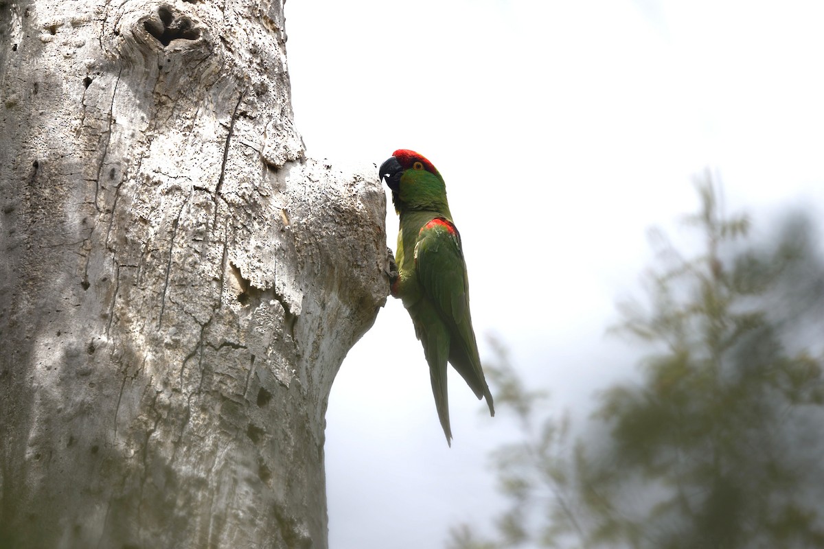Thick-billed Parrot - ML638332431
