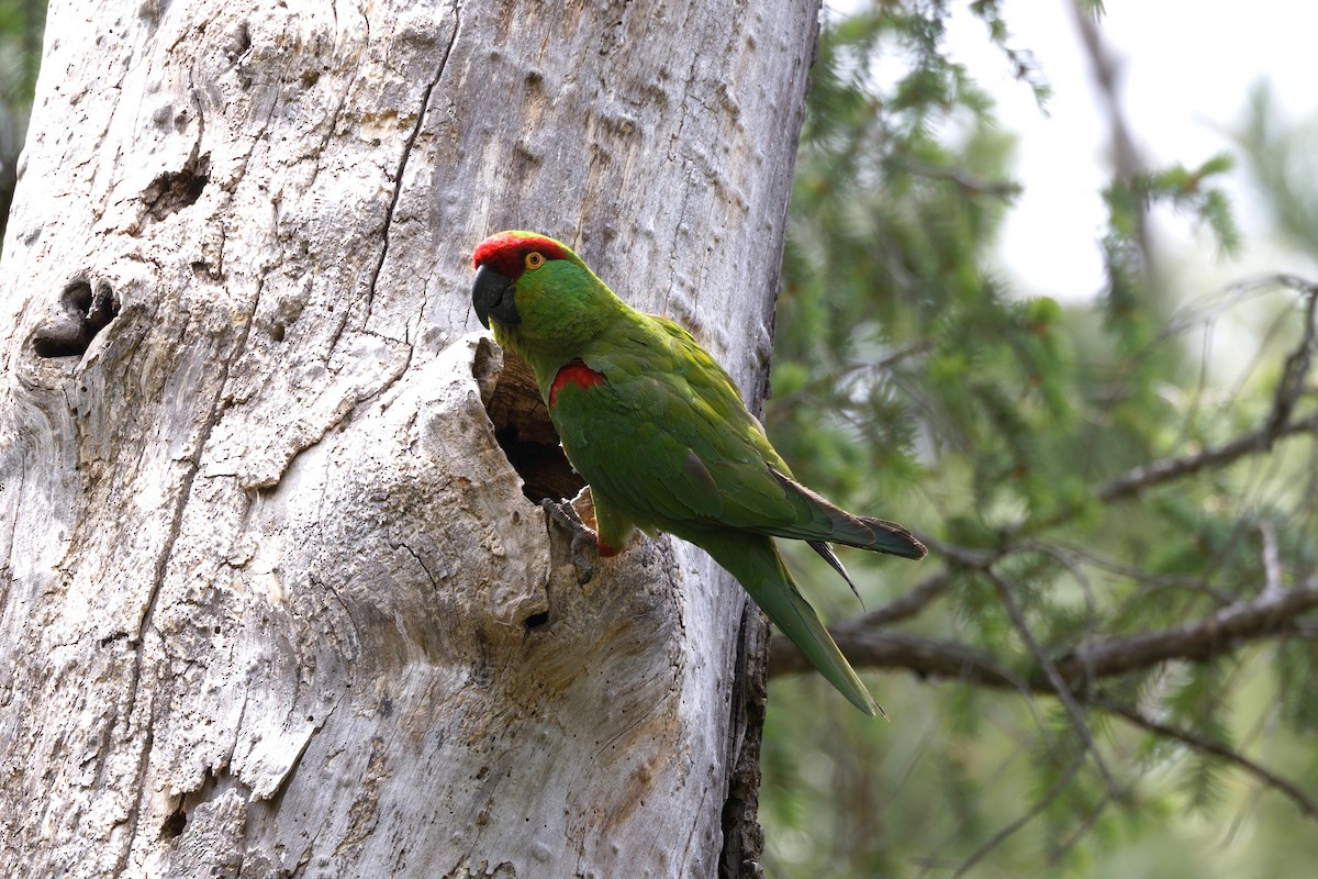 Thick-billed Parrot - ML638332432