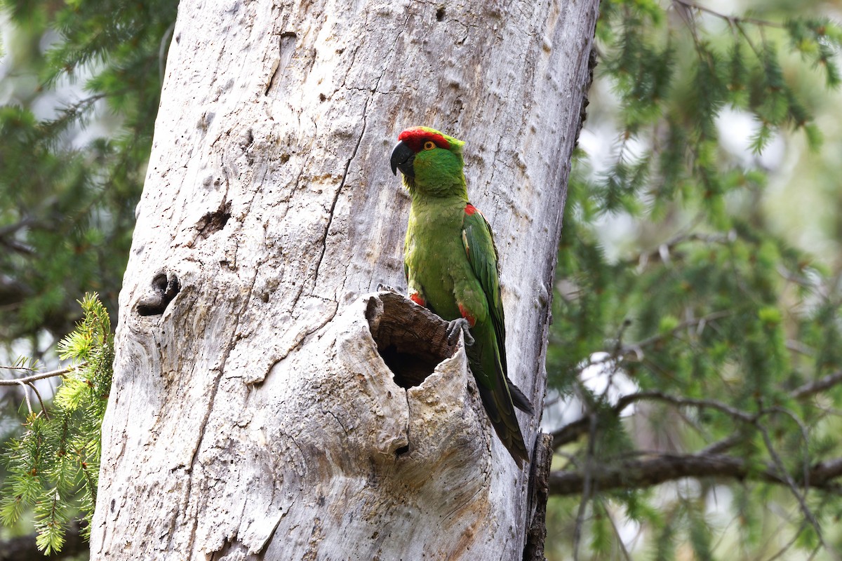 Thick-billed Parrot - ML638332434