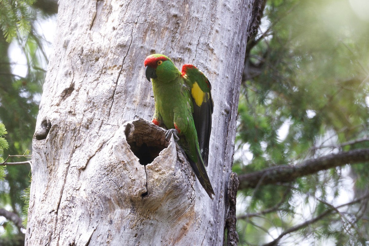 Thick-billed Parrot - ML638332435