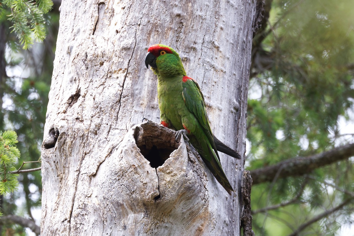 Thick-billed Parrot - ML638332438