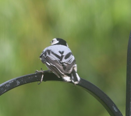 White-breasted Nuthatch - ML638332466