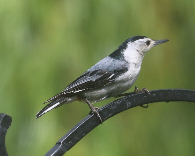 White-breasted Nuthatch - ML638332467