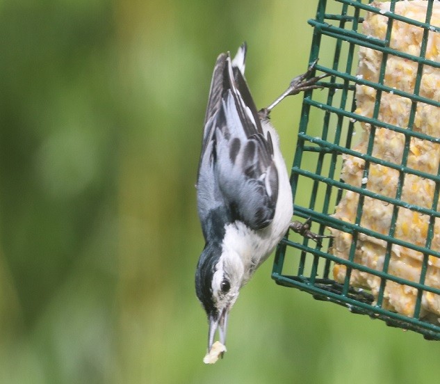 White-breasted Nuthatch - ML638332468