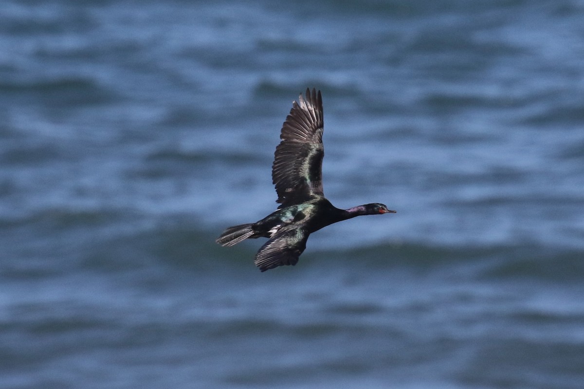 Pelagic Cormorant - ML638332472