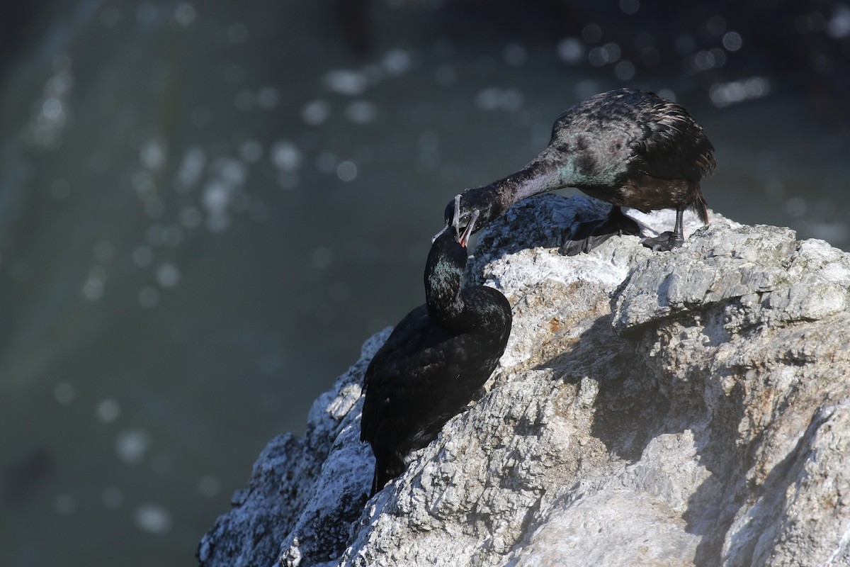 Pelagic Cormorant - ML638332473