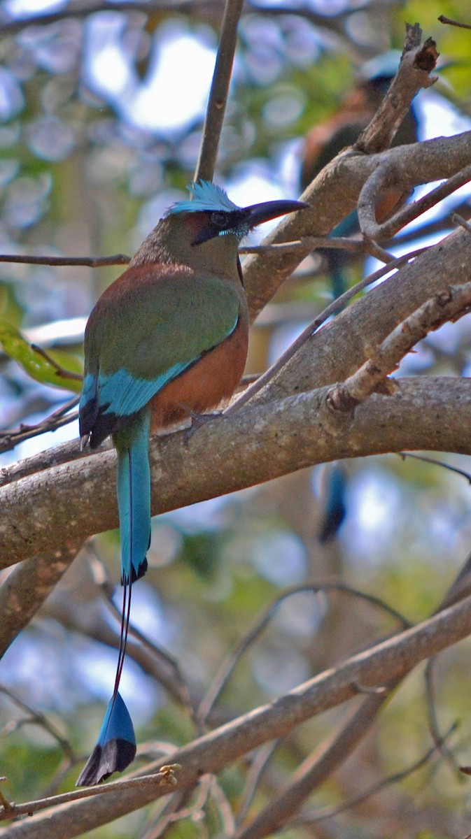 Turquoise-browed Motmot - ML638332474