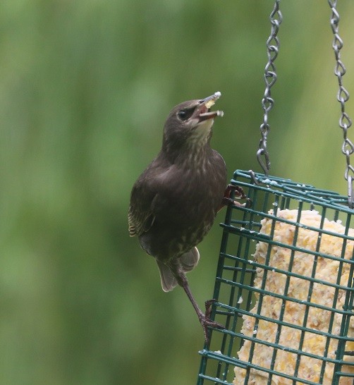 European Starling - ML638332476