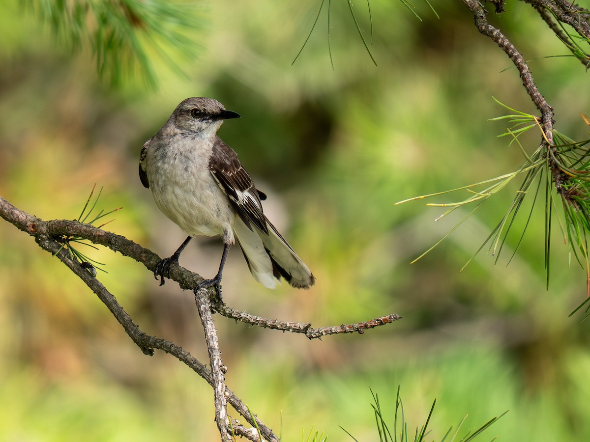 Northern Mockingbird - ML638332495