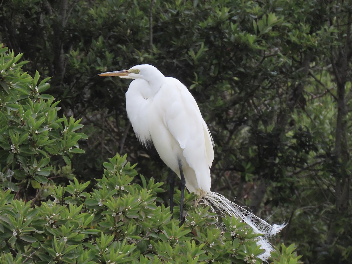 egretthegre - ML638332496