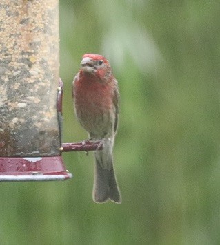 House Finch - ML638332497