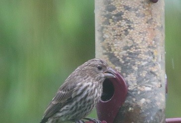 House Finch - ML638332498