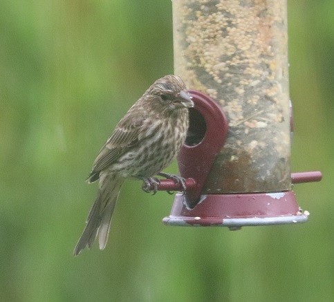 House Finch - ML638332499