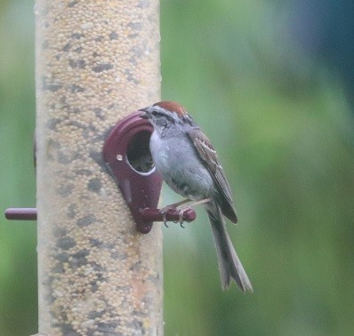 Chipping Sparrow - ML638332503