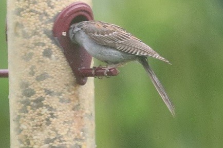 Chipping Sparrow - ML638332504