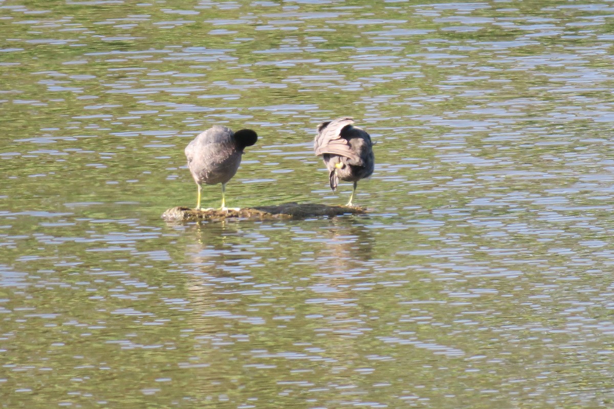 American Coot - ML638332505