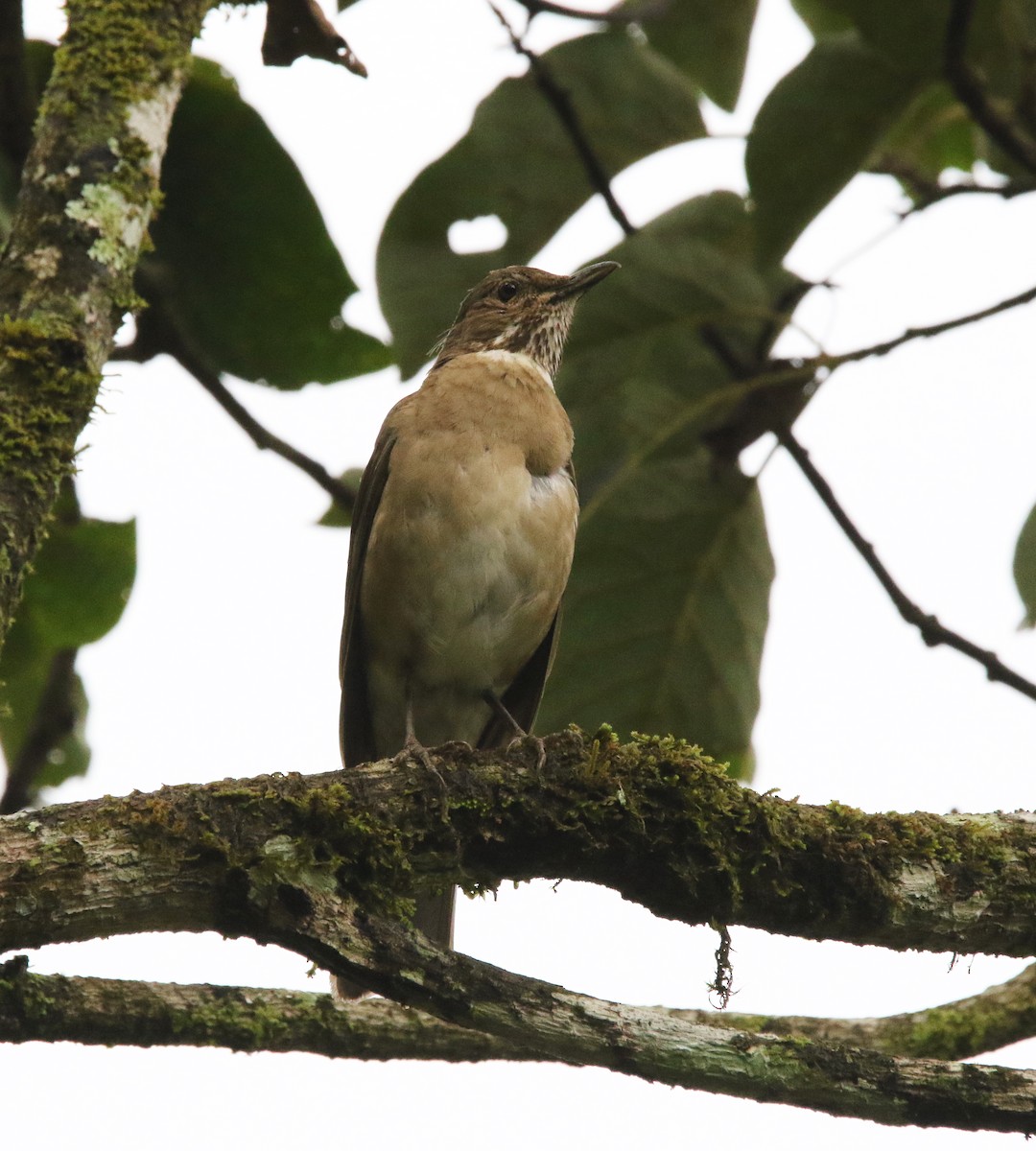 White-throated Thrush - ML638332507