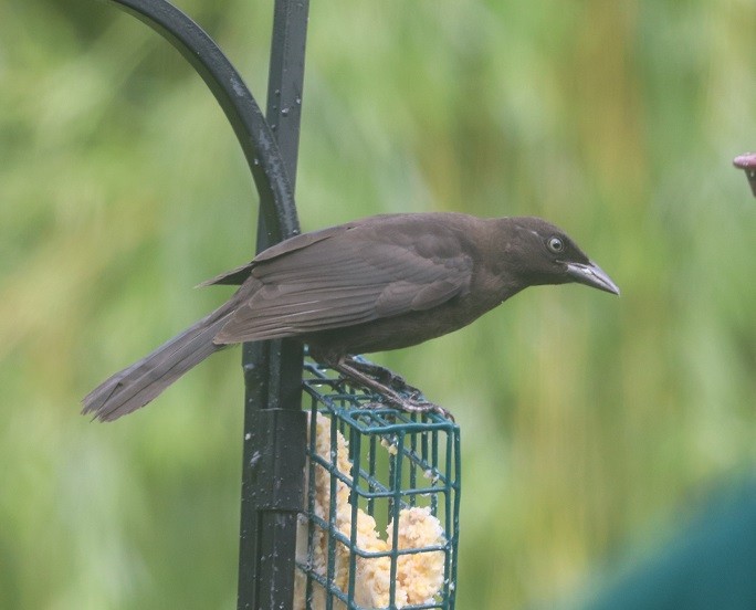 Common Grackle - ML638332530