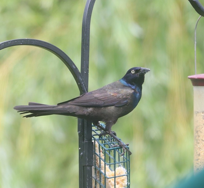 Common Grackle - ML638332531