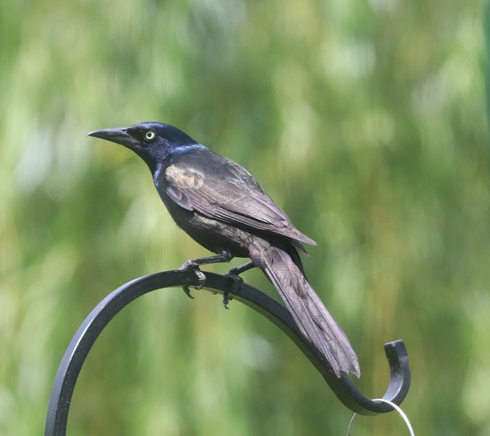 Common Grackle - ML638332532